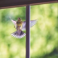 Теперь птицы смогут увидеть стекло в окне и не погибнуть.